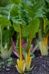 Obraz premium Golden beet leaf in macro image