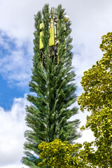 Mobile telecommunication cell tower disguised as a tree, camouflaged gsm antenna.