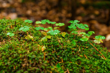 Mountain landscape. Green moss in the mountain forest