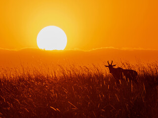 Topi Sunset Kenya