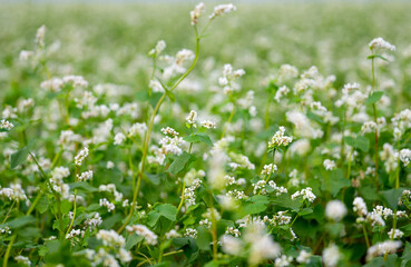 flowering buckwheat field in summer