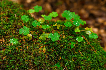 Mountain landscape. Green moss in the mountain forest