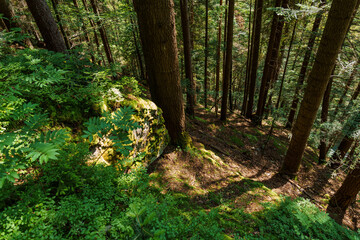 Beautiful green summer forest in the mountains after the rain