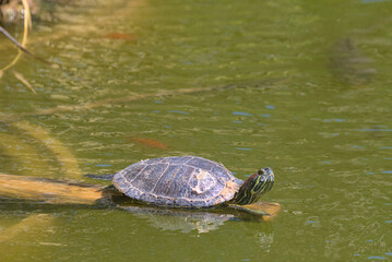 A red-eared tortoise with its head up is basking in the bright sun on a log in a pond. Red markings are visible on the turtle's head. Close-up.