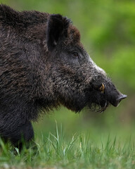Male wild boar with tusks closeup - 624139148