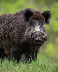 Big male wild boar closeup, big tusks