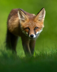 Red fox approaching at summertime
