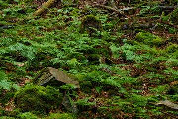 Beautiful green summer forest in the mountains after the rain