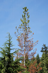 Tree on Cypress Mountain in West Vancouver, British Columbia, Canada