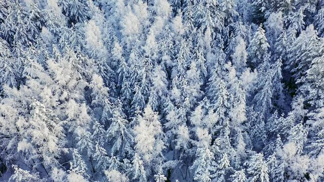 Wonderful view of the winter forest. Winter landscape with snow on the trees. Aerial Top Down Flyover Shot of Winter Spruce and Pine Forest