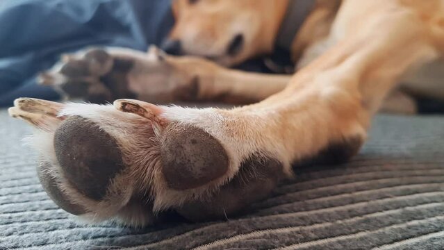 Dog stretches cutely while sleeping. Front paw close-up. Cute mongrel doggy sleeps on bed. Awakening from sleep. Apartment Living with Dog. Pet-Friendly Space in the house.