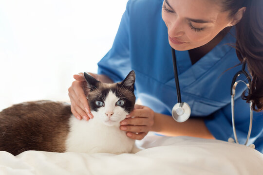 Veterinarian Making Health Diagnostic Of Domestic Cat In Veterinary Clinic