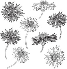 Set of vector hand drawn Cornflower illustration , knapweed isolated on white, lineart flower, doodle sketch, Centaurea botanical herb for design herbal tea, organic cosmetic, natural medicine. - obrazy, fototapety, plakaty