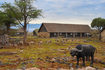 Wild African animals walk through the territory of an abandoned hotel