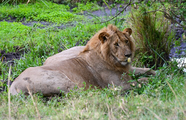 Lions sleeping under a tree in the Masai Mara