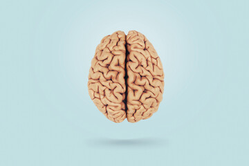 Real creative brain on a blue background, top view. Creative idea, concept. Health and neurosurgery - obrazy, fototapety, plakaty