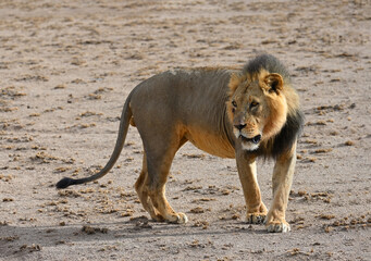 Obraz na płótnie Canvas Male lion walks on the savannah in the natural environment