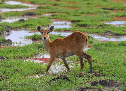 Deer graze on swampy areas of savannah