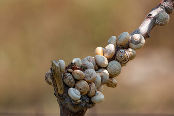 close up of snails estivating on a branch