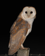 Tyto alba