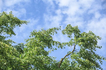 Belaubte Äste in Herzform vor blauem Himmel mit weissen Wolken