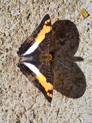 Araras, S&atilde;o Paulo, Brazil - July 1, 2022. Top view of yellow and black butterfly and its heart-shaped shadow on sunny day.