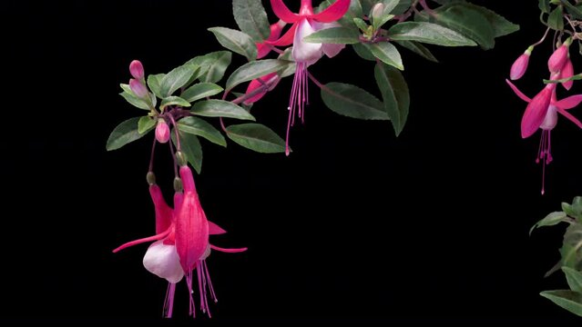 The fuchsia flowers bloom against the black background like beautiful little lanterns lighting up the garden. Copyspace for text. time lapse. 4K video