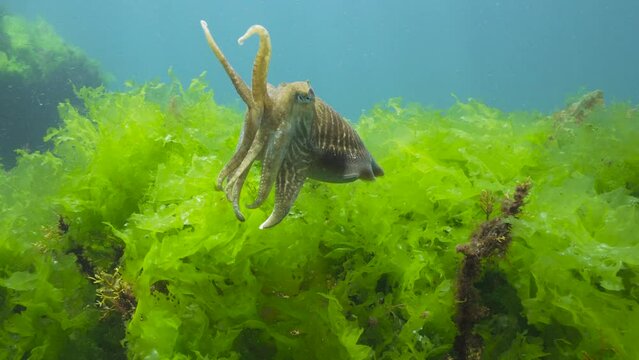 A cuttlefish (Sepia officinalis) underwater with sea lettuce algae (Ulva lactuca), Atlantic ocean, natural scene, Spain, Galicia