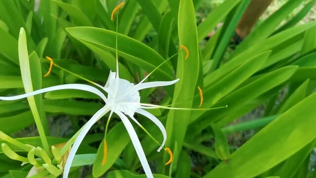 Hymenocallis caribaea caribbean spider-lily unique white flower Tulum Mexico.