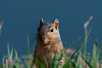 A cut Fox Squirrel with its ears alert as it peeks up over the grass on the shore of a pond on a sunny morning.