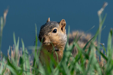 A cut Fox Squirrel with its ears alert as it peeks up over the grass on the shore of a pond on a sunny morning.