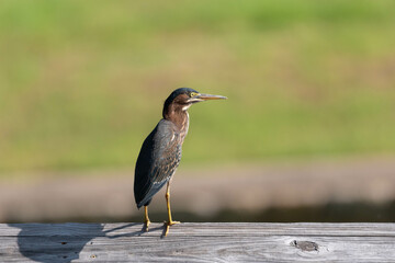 A Green Heron standing on the wood rails of a pier and looking to the side with a field of grass creating a blurry green background.