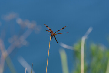 A beautiful orange and brown Halloween Pennant dragonfly resting on a small stick on a pond shore.