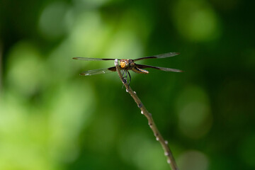 Head on view of a Widow Skimmer dragonfly clinging to a small stick and looking like an airplane ready to take off.