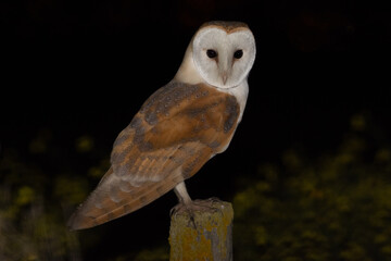 Tyto alba