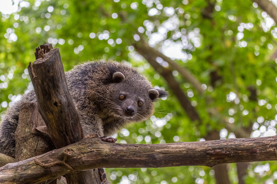 Binturong or philipino bearcat looking curiously from the tree, Palawan, Philippines