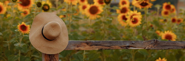 A straw hat hangs on a wooden fence near a blooming yellow sunflower field at sunset. Concept of...