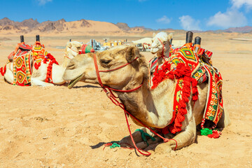 Harnessed cute riding camels resting in the desert, Al Ula, Saudi Arabia