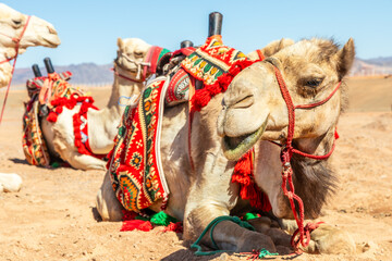 Harnessed cute riding camels resting in the desert, Al Ula, Saudi Arabia