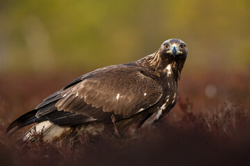 Golden eagle in the bog scenery