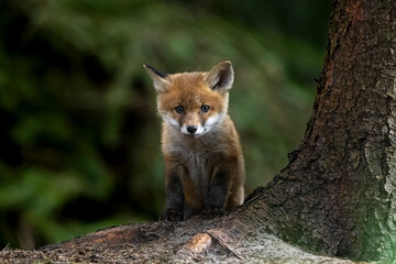Fox kit in the forest, near its burrow
