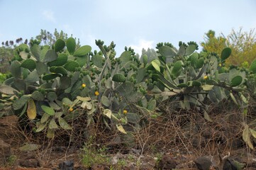 Stacheliger Kaktus auf La Palma