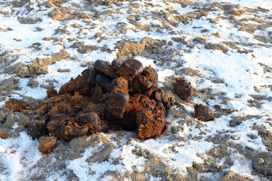 Horse crap. Large pile. Snowy background.