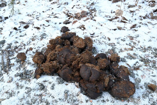 Horse crap. Large pile. Snowy background.
