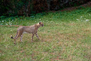 A cheetah standing upright on the dry savannah