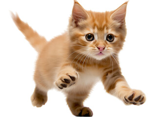 Obraz premium Playful Manx Cat - Transparent Background