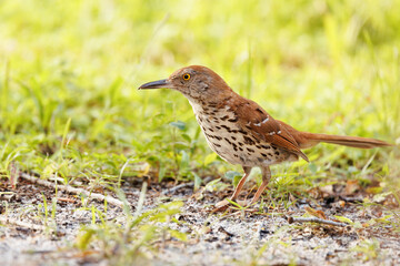 A brown thrasher (Toxostoma rufum) a common but secretive bird, in Sarasota, Florida