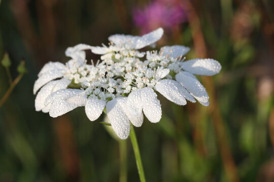 large flowered orlaya in beautiful light
