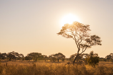 Sunset in savannah of Africa with a tree, Safari in Zimbabwe