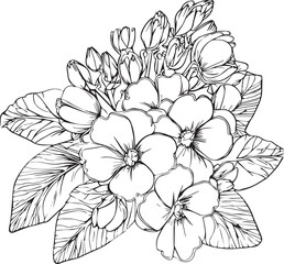 Primrose coloring book hand drawn botanical spring elements bouquet of primrose flower line art, coloring page, vector sketch, artistic simplicity doodle art, Easy yellow primula flower drawing, 
